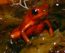 oophaga pumilio almirante 02.jpg